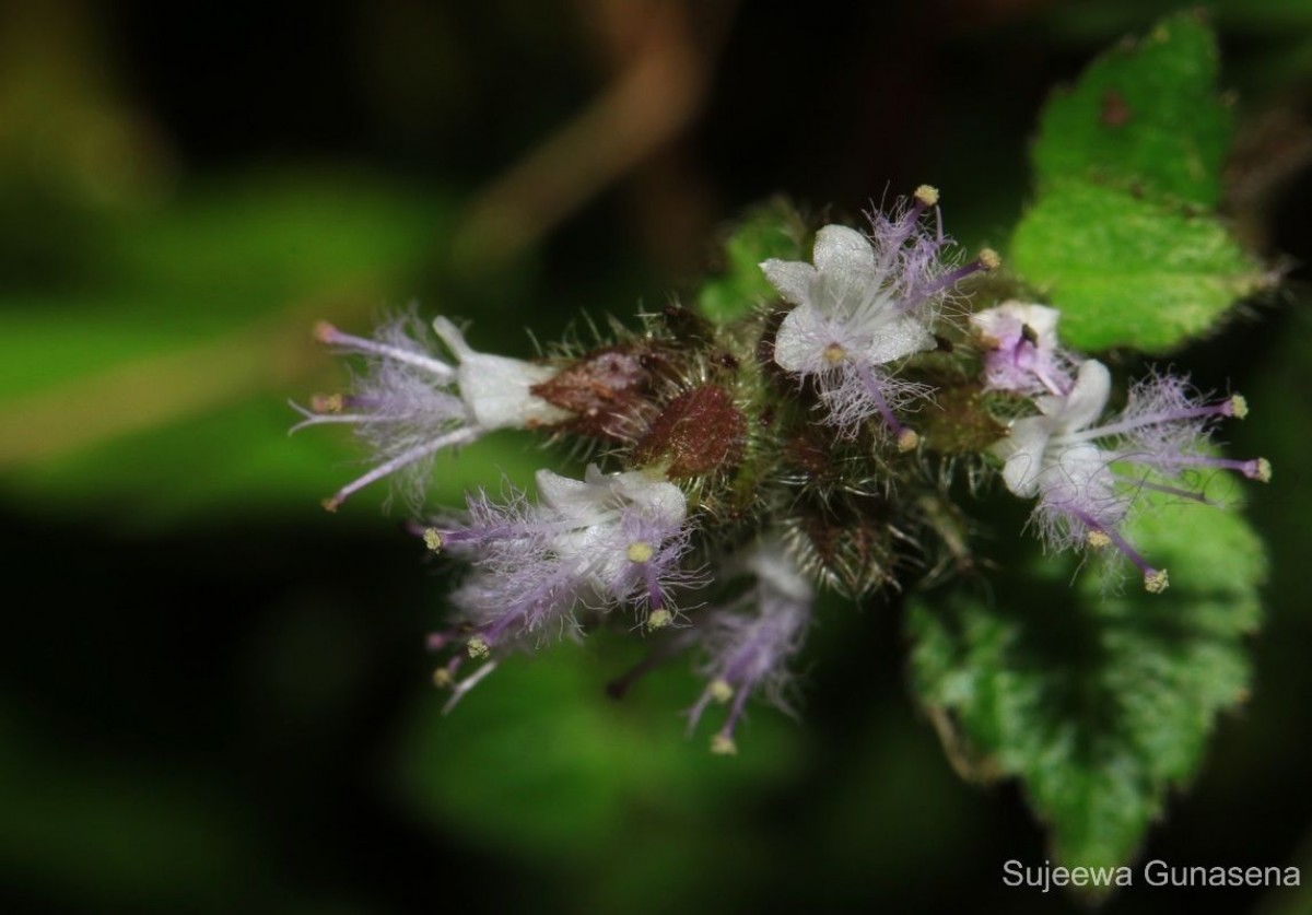 Pogostemon hirsutus Benth.